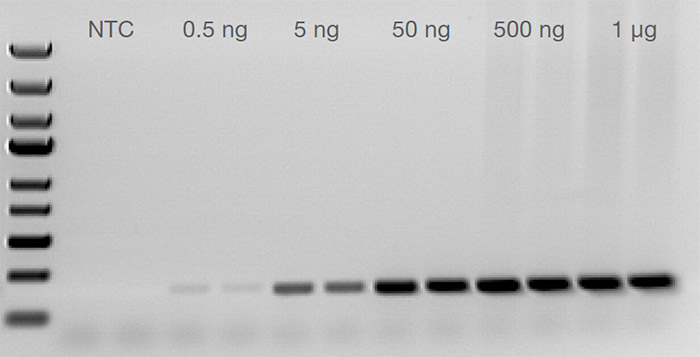 新品推荐：Invitrogen Platinum Taq DNA聚合酶